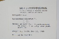 石松藏品圖，第2張