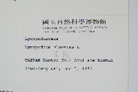 石松藏品圖，第2張