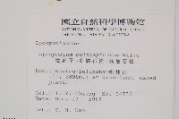 地刷子、多穗石松藏品圖，第2張