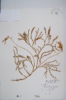 地刷子、多穗石松藏品圖，第1張