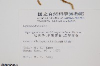 地刷子、多穗石松藏品圖，第2張