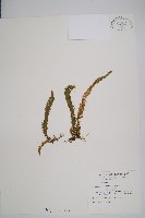 福氏石松藏品圖，第1張