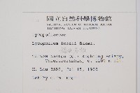 福氏石松藏品圖，第2張