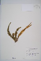 福氏石松藏品圖，第1張