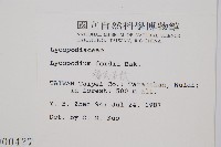 福氏石松藏品圖，第2張