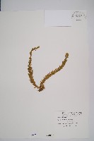 福氏石松藏品圖，第1張