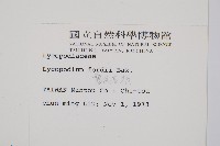 福氏石松藏品圖，第2張