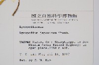 石松藏品圖，第2張