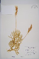 石松藏品圖，第1張