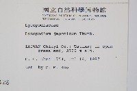 石松藏品圖，第2張