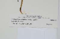 地刷子藏品圖，第2張