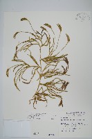 地刷子藏品圖，第1張