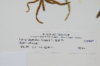 地刷子藏品圖，第2張