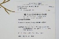 地刷子藏品圖，第2張
