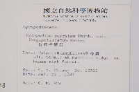 長柄千層塔藏品圖，第2張