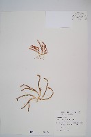 相馬氏石松藏品圖，第1張