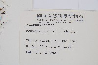 稀子蕨藏品圖，第2張