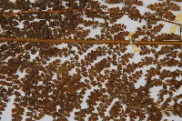 稀子蕨藏品圖，第4張