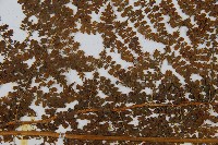 稀子蕨藏品圖，第5張