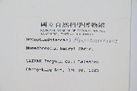 稀子蕨藏品圖，第2張