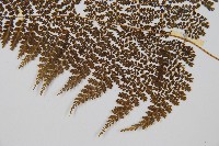 稀子蕨藏品圖，第4張