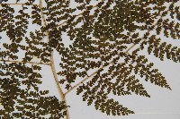 稀子蕨藏品圖，第3張