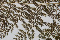 稀子蕨藏品圖，第4張