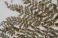 稀子蕨藏品圖，第5張