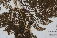 稀子蕨藏品圖，第3張