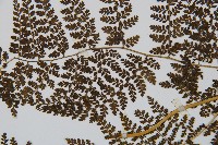 稀子蕨藏品圖，第4張