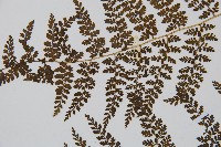 稀子蕨藏品圖，第5張