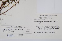 岩穴蕨藏品圖，第2張