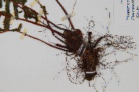 岩穴蕨藏品圖，第3張