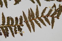 岩穴蕨藏品圖，第4張