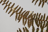 岩穴蕨藏品圖，第5張