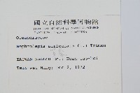 腎蕨藏品圖，第2張