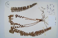 腎蕨藏品圖，第1張