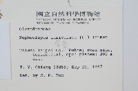 腎蕨藏品圖，第2張