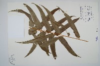 長葉腎蕨藏品圖，第1張