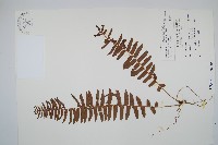 毛葉腎蕨藏品圖，第1張