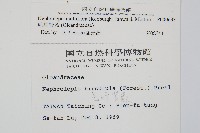 毛葉腎蕨藏品圖，第2張