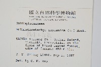 錫蘭七指蕨藏品圖，第2張