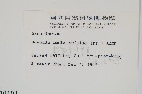 粗齒革葉紫萁藏品圖，第2張