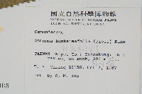 粗齒革葉紫萁藏品圖，第2張