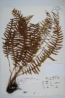 瘤足蕨藏品圖，第1張