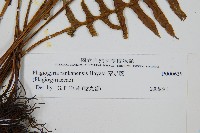 瘤足蕨藏品圖，第2張