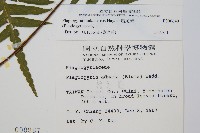 瘤足蕨藏品圖，第2張