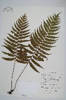 瘤足蕨藏品圖，第1張