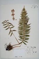 倒葉瘤足蕨藏品圖，第1張