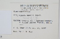 倒葉瘤足蕨藏品圖，第2張